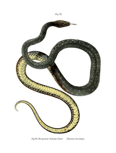 Aesculapian Snake (färg litho) av German School