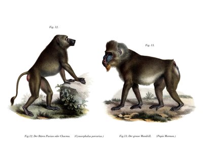 Afrikansk babian, 1860 av German School