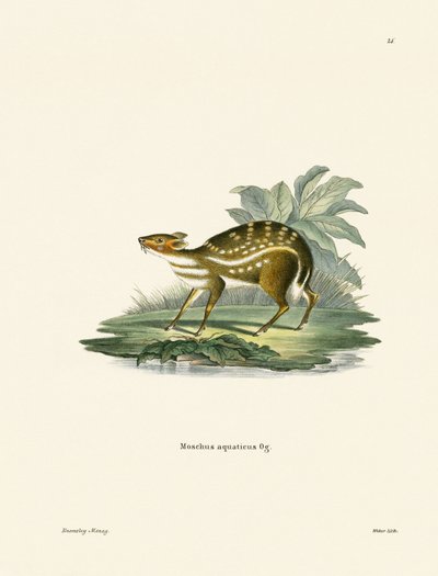 Afrikansk Chevrotain (färgad gravyr) av German School
