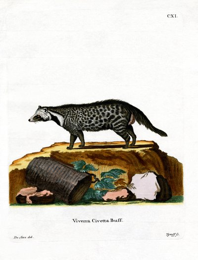 African Civet (färgad gravyr) av German School