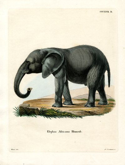 Afrikansk elefant (färgad gravyr) av German School