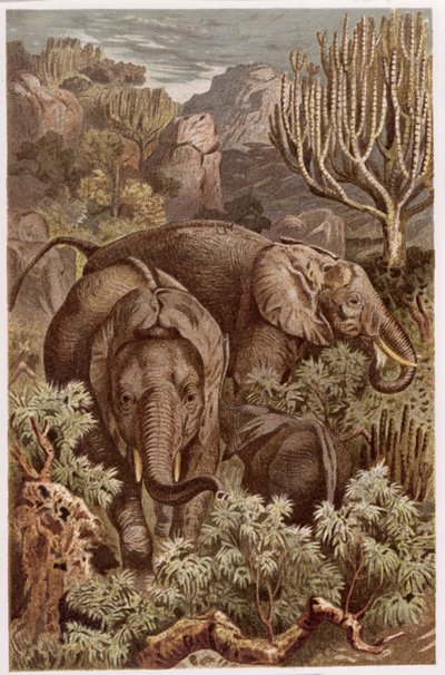 African Elephant, tallrik från Brehms Animal Life: General Knowledge of the Animal Kingdom, vol 3, sid. 9, utgiven av Bibliographic Institute, 1891 av German School