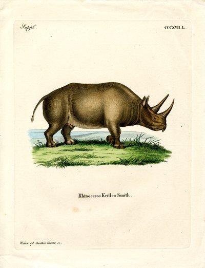 Afrikansk noshörning (färgad gravyr) av German School