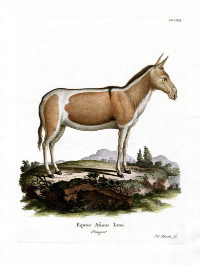 African Wild Ass (färgad gravyr) av German School