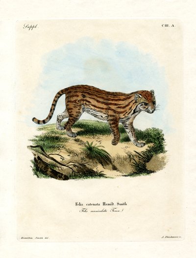 Afrikansk vildkatt (färgad gravyr) av German School