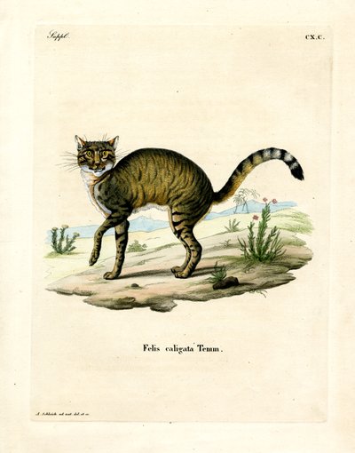 African Wildcat (färgad gravyr) av German School