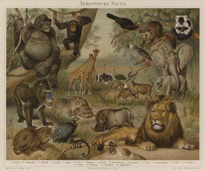 Afrikansk fauna av German School