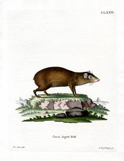 Agouti (färgad gravyr) av German School
