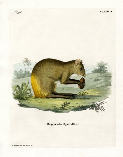 Agouti (färgad gravyr) av German School