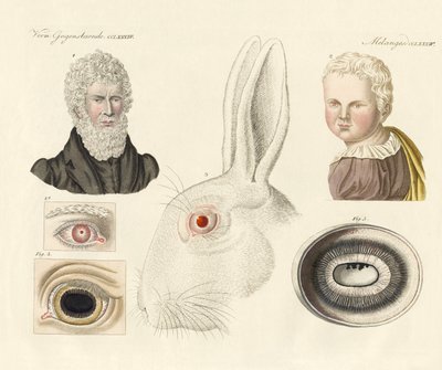 Albinos (färgad gravyr) av German School