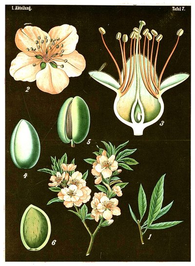 Mandel (Prunus Amygdalus) c.1890 (kromolitografi) av German School