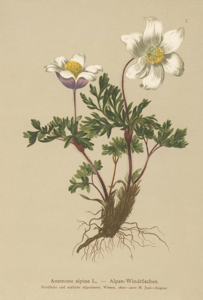 Alpin anemone (Anemone alpina, Pulsatilla alpina) av German School