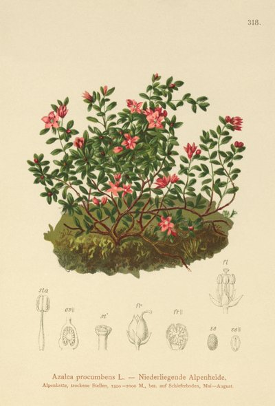 Alpin Azalea (Azalea procumbens, Loiseleuria procumbens, Kalmia procumbens) av German School