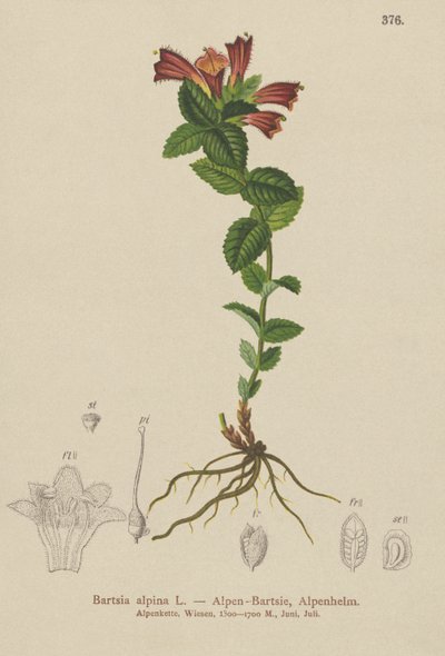 Alpine Bartsia (Bartsia alpina) av German School