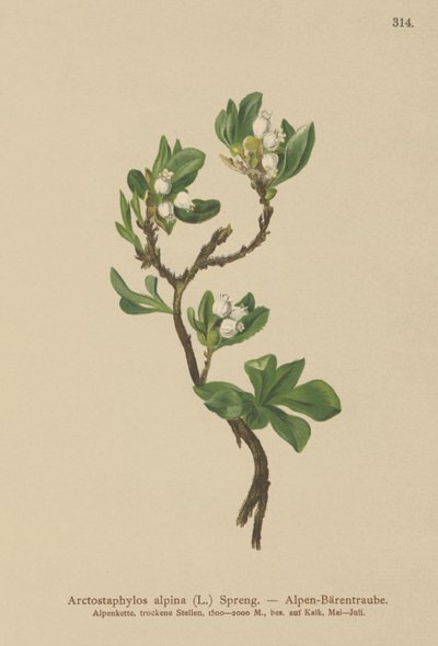 Alpin björnbär (Arctostaphylos alpina, Arctostaphylos alpinus) av German School