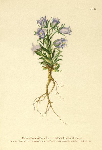 Alpklockor (Campanula alpina) av German School