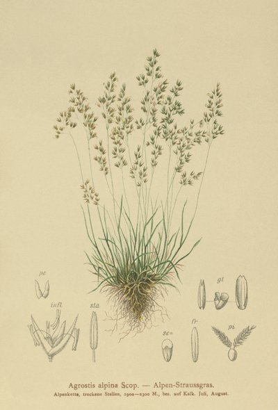 alpbentgräs (Agrostis alpina, Aira flavescens) av German School