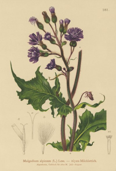 Alpin blåsuggtistel (Mulgedium alpinum, Cicerbita alpina) av German School