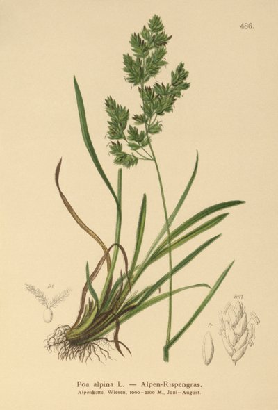 alpin blågräs (Poa alpina) av German School