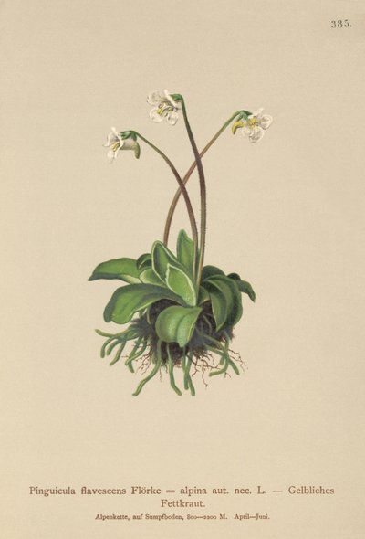 Alpin smörört (Pinguicula flavescens, Pinguicula alpina) av German School