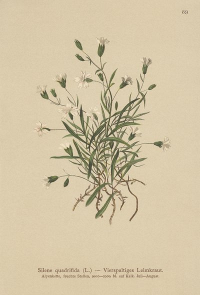 Alpin Campion (Silene quadrifida, Ixoca quadrifida) av German School