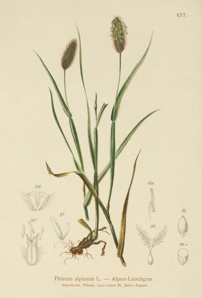Alpine Cats-tail (Phleum alpinum) av German School