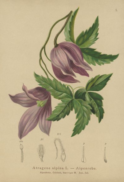 Alpklematis (Atragene alpina, Clematis alpina) av German School