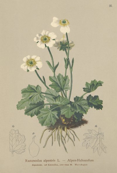 Alpkråkfot (Ranunculus alpestris) av German School