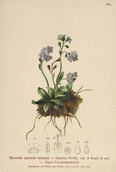 Alpint förgätmigej (Myosotis alpestris, Myosotis silvatica) av German School