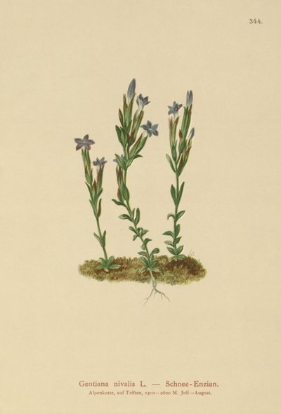 Alpgentiana (Gentiana nivalis) av German School