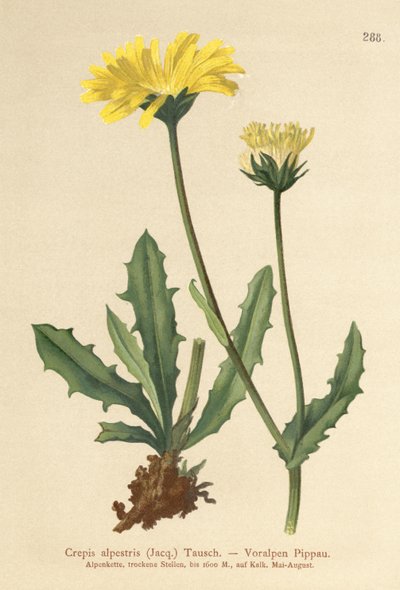 Alpine Hawks Beard (Crepis alpestris) av German School