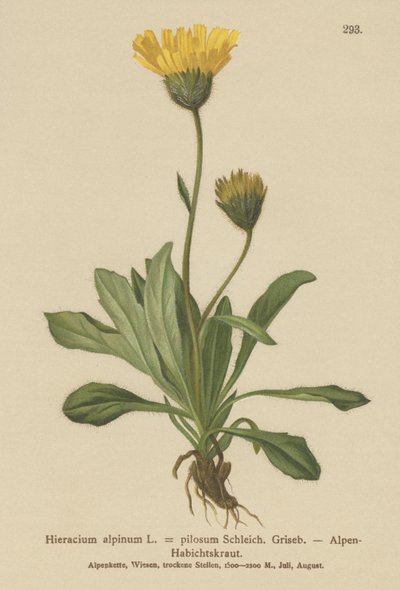 Alpin hökgräs (Hieracium alpinum, Hieracium alpenum, Hieracium pilosum) av German School