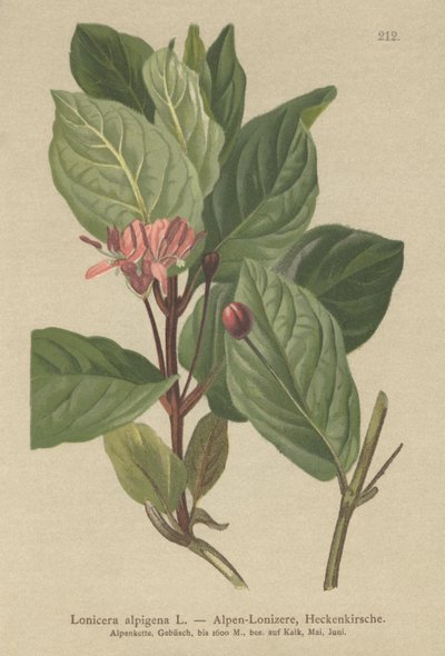 Alpin kaprifol (Lonicera alpigena) av German School
