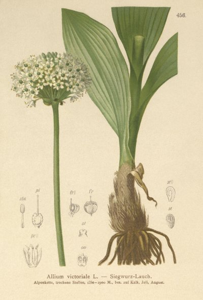 Alppurjolök (Allium victorialis, Allium victoriale, Lök victoryalis, Geboscon triphylum, Allium plantagineum, Allium anguinum) av German School