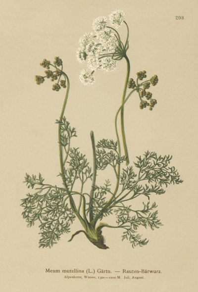Alpin lovage (My mutellina, Ligusticum mutellina) av German School