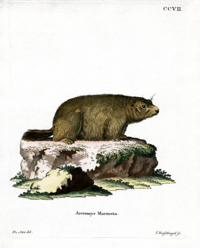 Alpin murmeldjur (färgad gravyr) av German School
