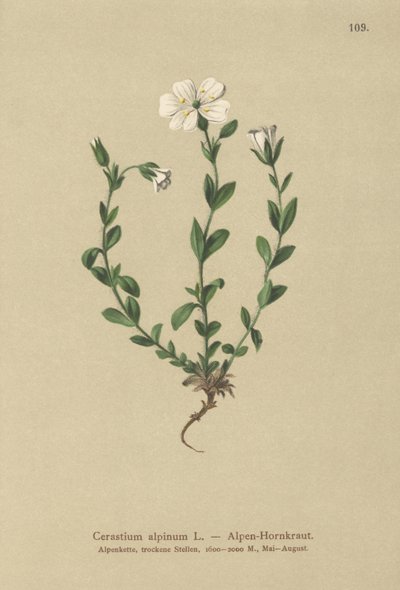 Alpin musöra (Cerastium alpinum) av German School