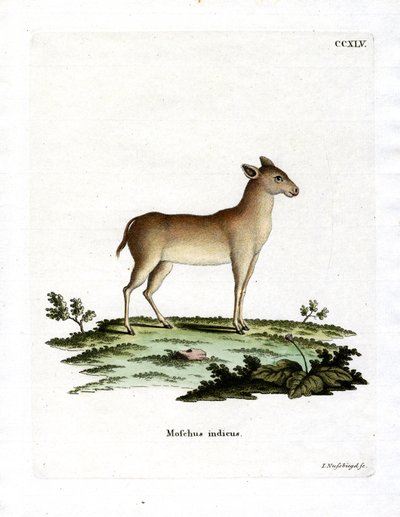 Alpine Mysk Deer (färgad gravyr) av German School