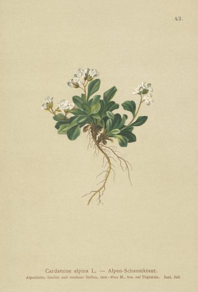 Alpin nordlig klippkrasse (Cardamine alpina) av German School