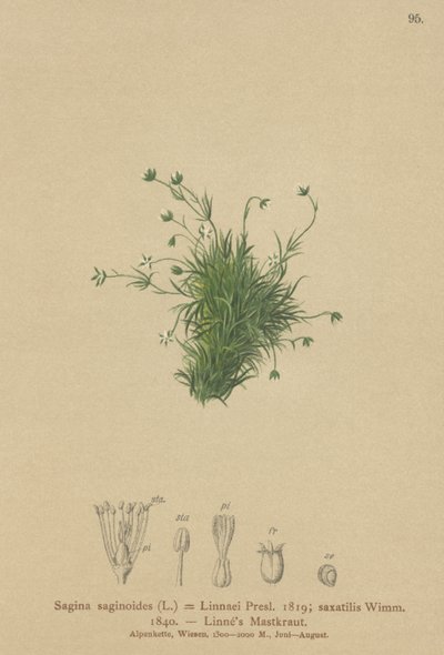 Alppärlört (Sagina saginoides, Sagina Linnaei, Sagina saxatilis) av German School
