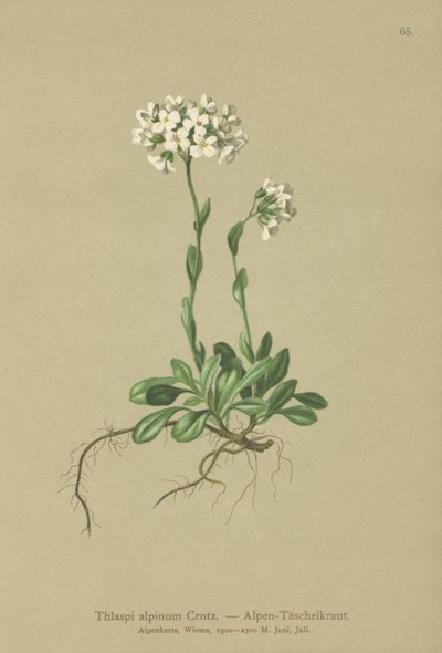 Fjällkrasse (Thlaspi alpinum, Noccaea alpestris subsp. alpestris, Thlaspi minimum, Noccaea crantzii, Thlaspi kerneri, Thlaspi alpinum var. kerneri, Thlaspi alpestre) av German School