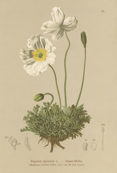 Alpvallmo (Papaver alpinum, subsp. alpinum) av German School