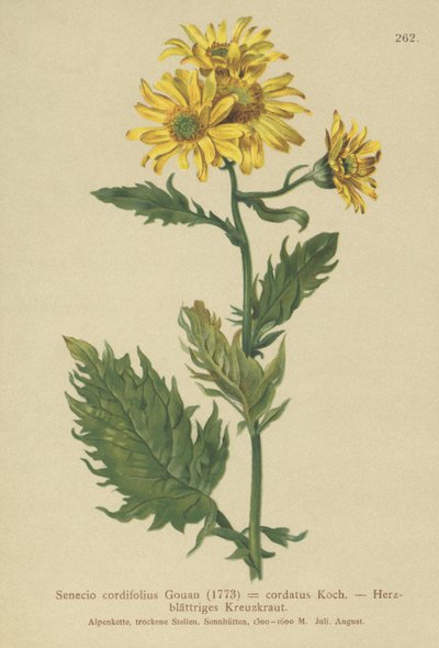 Fjällört (Senecio cordifolius, Senecio cordifolius, Senecio alpinus, Jacobaea alpina) av German School