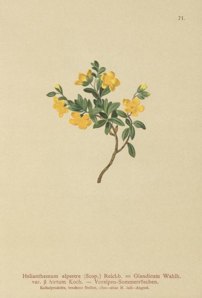 Alpin stenros (Helianthemum alpestre, Helianthemum Olandicum var. hirtum, Helianthemum montanum) av German School