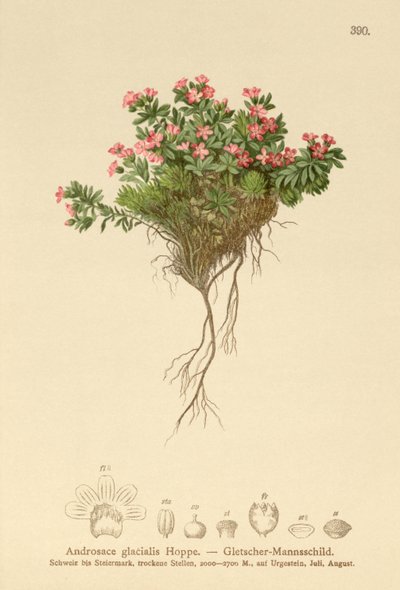 Alpine Rock Jasmine (Androsace glacialis, Androsace alpina) av German School