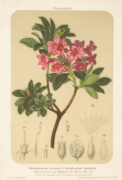 Alpros (Rhododendron hirsutum) av German School