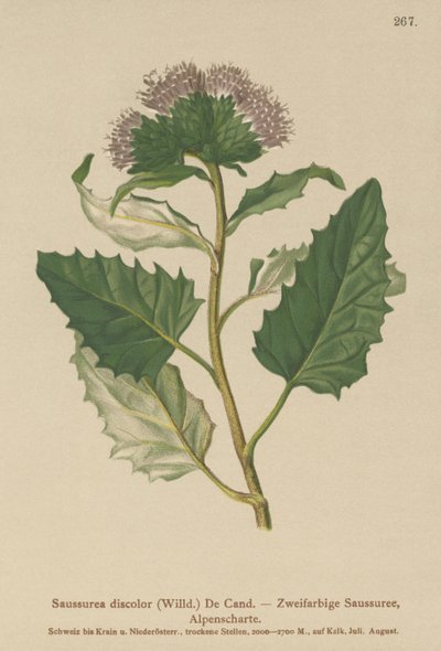 Alpin sågört (Saussurea discolor) av German School