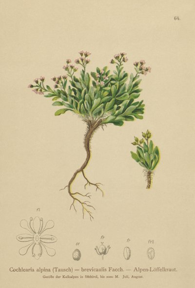 alpin skörbjugg (Cochlearia alpina, Cochlearia brevicaulis) av German School