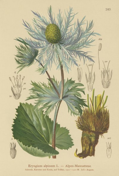 Alpin havsjärnek (Eryngium alpinum) av German School