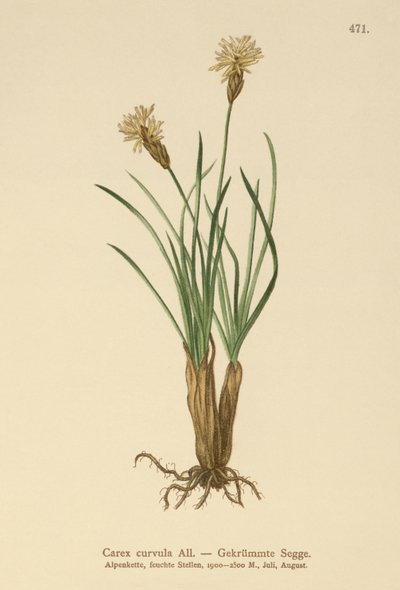 alpstarr (Carex curvula) av German School